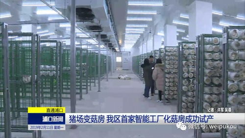 豬場蝶變菇房，人工智能賦能我區農業轉型升級